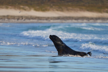 Large male Southern Sea Lion (Otaria flavescens) hunting penguins on the coast of Falkland Islands.