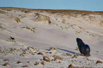 Large male Southern Sea Lion (Otaria flavescens) hunting and catching a Magellanic penguin (Spheniscus magellanicus) on the coast of Falkland Islands.