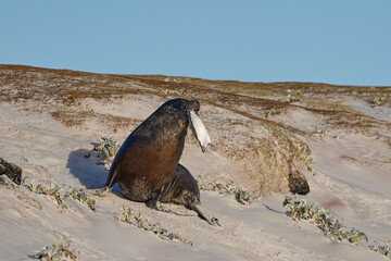 Large male Southern Sea Lion (Otaria flavescens) carrying a freshly caught Magellanic penguin...