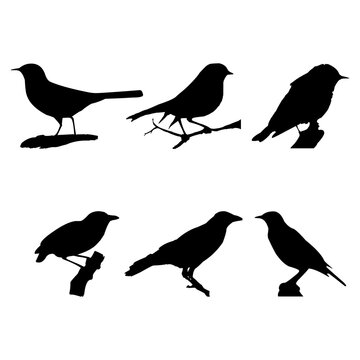 Bird silhouettes black white collection vector illustration.
