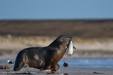 Large male Southern Sea Lion (Otaria flavescens) carrying a freshly caught Magellanic penguin...