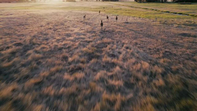 Aerial view of small cluster of gray kangaroos gracefully rushing across a field during a stunning orange sunset that casts long shadows. Australian marsupials in their native habitat