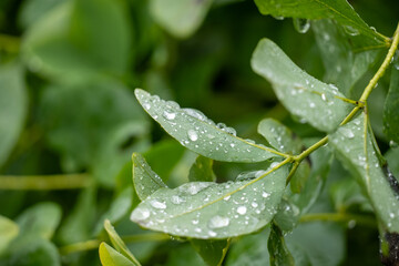 Fototapeta na wymiar Macro Photograph Rain Drop on Plant