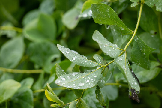 Macro Photograph Rain Drop on Plant