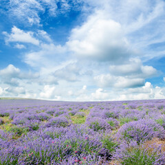 A field of blooming lavender and sky.