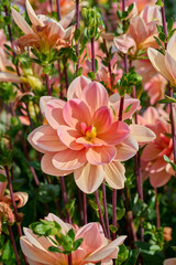 yellow orange red petals of dahlia Mister Frans
