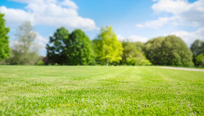 Fresh green grass. Lawn background in sunny summer day. - obrazy, fototapety, plakaty