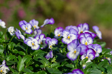 Rocky Purple Picotee viola flowers in bloom