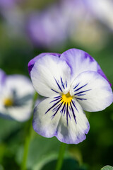 Macro shot of a rocky Purple Picotee viola flower in bloom