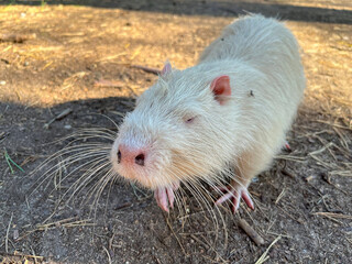 white water rat walks around the zoo