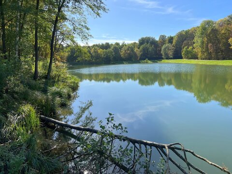 Lake in the forest at summer.