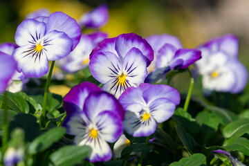 Rocky Purple Picotee viola flowers in bloom