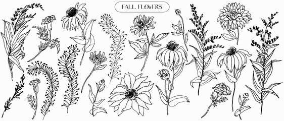 Hand drawn outline fall flowers sketch. Outline subtle, medicinal plant sketch. Echinacea, marigold, solidago Natural, artistic, graphic, contour, engraving design - obrazy, fototapety, plakaty