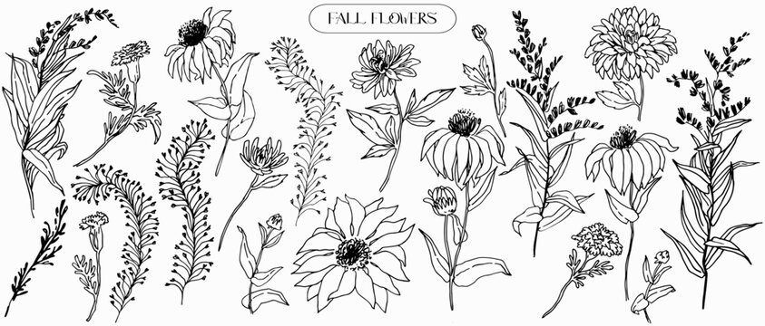 Hand drawn outline fall flowers sketch. Outline subtle, medicinal plant sketch. Echinacea, marigold, solidago Natural, artistic, graphic, contour, engraving design