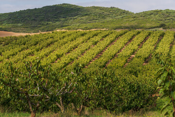 Fototapeta na wymiar vineyard field, Añorbe, Valdizarbe valley, Navarra, Spain