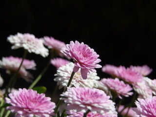 Beautiful pink flowers