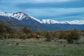 Cow grazing on the carretera austral chili