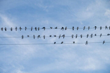 swallows on the powerlines in Chili