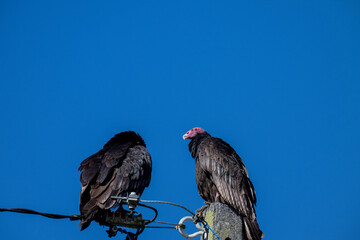 condor sitting on pole in Chili