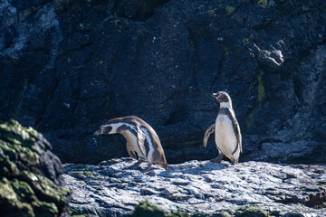Penguins on Chiloe Island in Chili