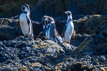 Penguins on Chiloe Island in Chili
