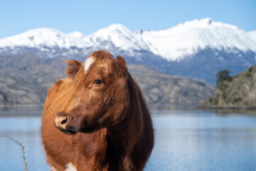 Cow on the carretera austral