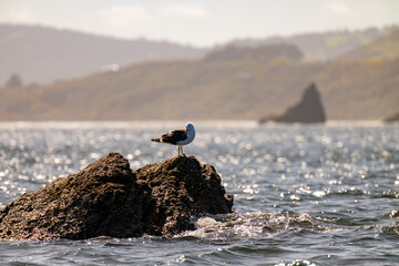 seagul sitting on a rock