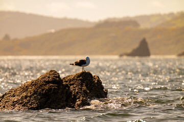 seagull sitting on a rock during sunrise.