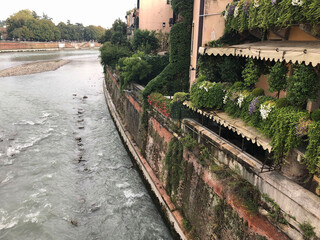 Facades of old european houses with balconies decorated green plants and flowers on the Adige river in Verona, Italy