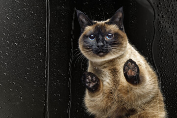 A sad cat looks out of the window from the dark in the rain