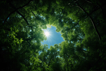 The sun shines through a circle of trees