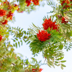 A square photo with a bountiful branch of rowan berries