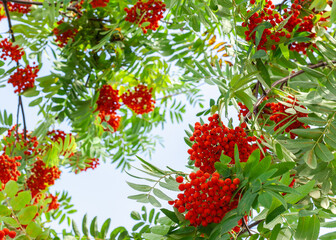 Rowan berry on a tree among green leaves. Background