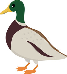 Cartoon duck with green head isolated on a white background. Colorful vector illustration for children.