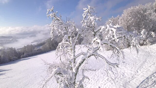 AERIAL: A snowy apple tree in an orchard with a wonderful view of winter valley. Old branches gently bend under weight of fresh white snow. Magical white winter fairy tale in orchard after snowfall.