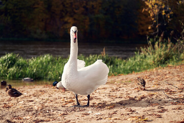 A white swan, its beak agape in a display of anger, walks among ducks on a sandy riverbank. The river flows gently in the background with autumn colors setting the scene