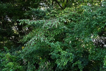 Giant dogwood ( Cornus controversa ) fruits. The fruit is a spherical drupe that ripens from red to black-purple in autumn, and is loved by wild birds, especially bulbuls.