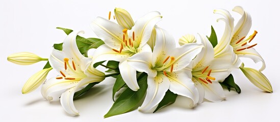 A macro photograph of a lily blossom with a white background isolating the flower
