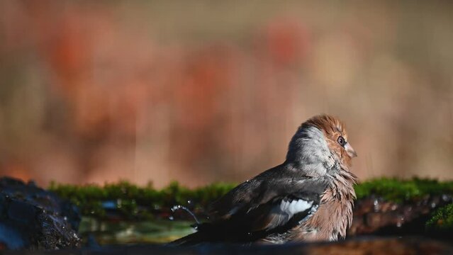 Hawfinch Coccothraustes coccothraustes. In the wild. A bathing bird. Slow motion.