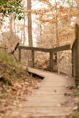 Wooden walkway in autumn forest