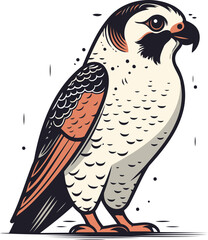 Falcon. Vector illustration of a falcon on a white background.