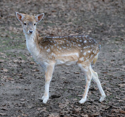 Young wild roe deer in grass, Capreolus capreolus. New born roe deer, wild spring nature.