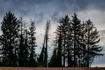 Waldschäden