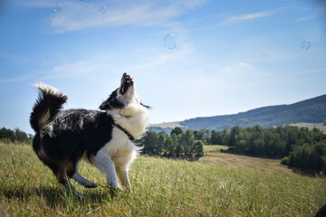 Border collie is jumping in the nature. He is so crazy dog on trip. Happy walking with dog. Summer...