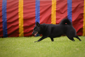 Dog is running in agility tunel. Amazing evening, Hurdle having private agility training for a sports competition