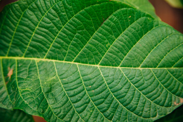 Green walnut leaves on a branch close-up. Beautiful uneven texture. Abstract natural background. Autumn leaf.