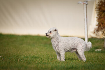 Dog is running in agility.  Amazing evening, Hurdle having private agility training for a sports competition