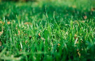 Green grass, close-up. Natural background. The texture of green, juicy grass in the rays of the...