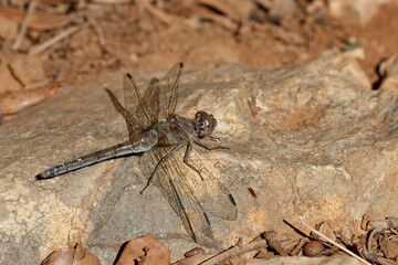Libelula Sympetrum corruptum posada sobre roca del parque natural Sierra de Mariola, Bocairent, España