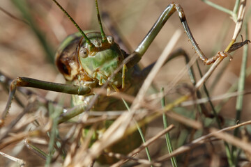 Primer plano frontal del saltamontes Steropleurus andalusius caminando por el sotobosque en el parque natural Sierra de Mariola, Bocairent, España